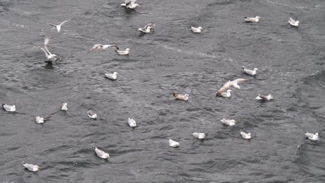 Zoom-footage-of-seagulls-washing-in-the-canal