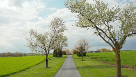 White-blooming-trees-along-farm-lane-in-rural-USA