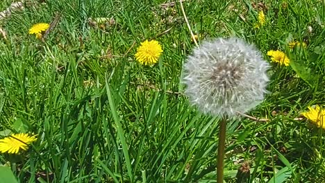 One-single-dandelion-covered-in-seeds,-Close-up