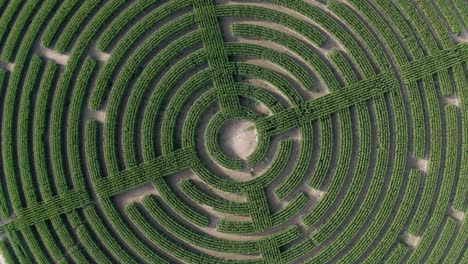 Aerial-birds-eye-pull-out-shot-of-fields-of-corn-cut-into-a-giant-Laryrinth