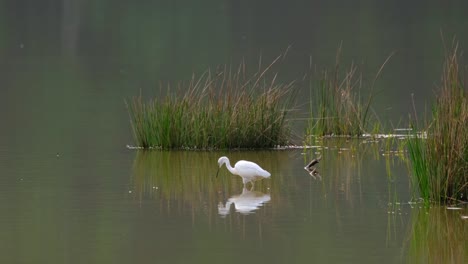 Little-Egret,-Egretta-garzetta,-Thailand