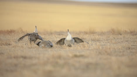 Sharp-tailed-Grouse-males-lekking-and-performing-mating-ritual,-slowmo
