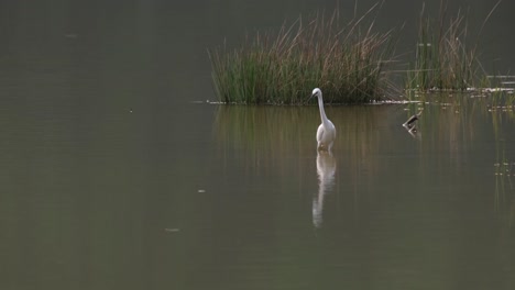 Little-Egret,-Egretta-garzetta,-Thailand