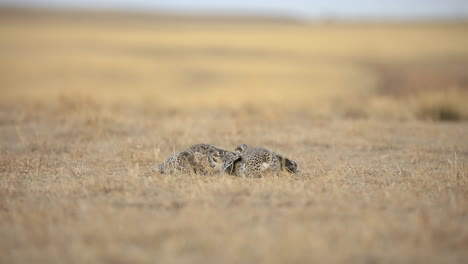 Spitzschwanzhuhn-Männchen-Kämpfen-Auf-Lek-Als-Paarungsritual