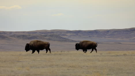 herd-of-American-bison-or-buffalos-passing-by-and-grazing,-narrow-FOV