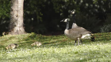 Family-of-Canada-goose-feeding-grass-in-Stanley-Park