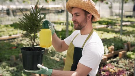 portrait-of-a-young-male-gardener-watering-a-Christmas-tree-in-a-pot