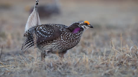 Shallow-closeup-of-Sharp-tailed-grouse-bird-in-field-during-the-lek