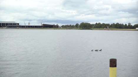 Family-of-ducks-swimming-on-lake-on-windy-cloudy-day