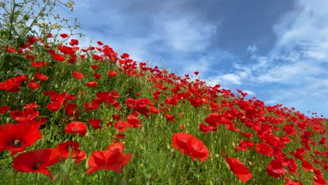 Wilde-Mohnblumen-Natürliche-Rote-Blumen-Im-Feld-Zeitlupe-Blauer-Himmel-Frühling