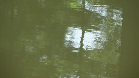 Rippling-reflections-seen-in-a-pond's-surface