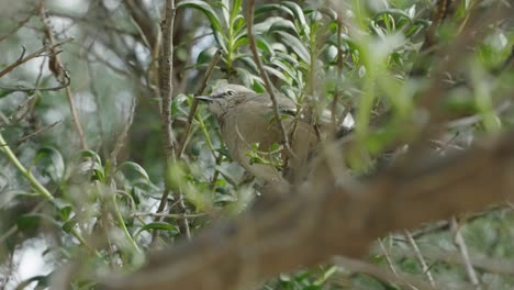 Patagonian-Mockingbird-Looking-Around-While-Sitting-On-Branch-Of-Tree-In-The-Forest