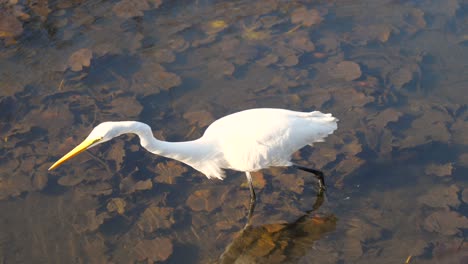 White-heron-hunting-in-a-park-lake