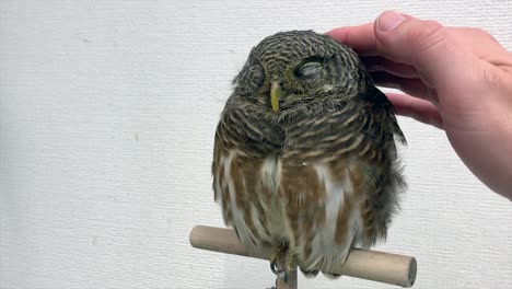 Petting-a-small-Japanese-owl