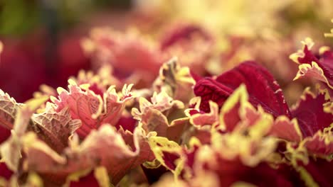 Rot-Blühende-Blumenpflanze-An-Einem-Sonnigen-Tag-In-Nahaufnahme-Makroansicht