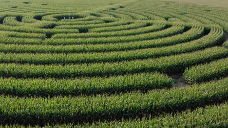 Beautiful-low-level-cinematic-drone-shot-over-a-field-of-corn-cut-into-a-labyrinth-pattern