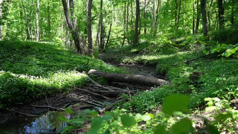 Kleiner-Bach-Mit-Vielen-Verzweigungen-Und-Kurzen-Baumstämmen-In-Einem-Sehr-Grünen-Wald,-Beide-Ufer-Voller-Gänseblümchen