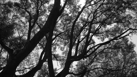 Brise,-Die-Leicht-Die-Oberen-Äste-Der-Einheimischen-Wildbäume-In-Charleston-Streift