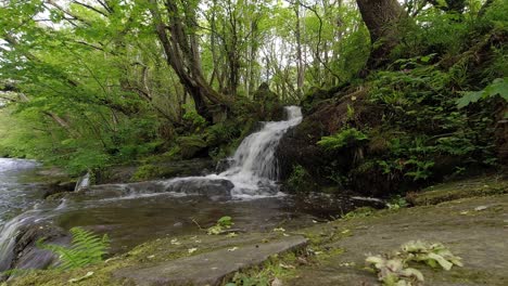 Beautiful-time-lapse-fresh-flowing-clear-waterfall-in-green-forest-creek-landscape-foliage