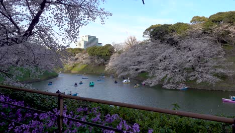 Calm-and-relaxing-scenery-at-Chidorigafuchi-Greenery-road-with-many-Sakuras