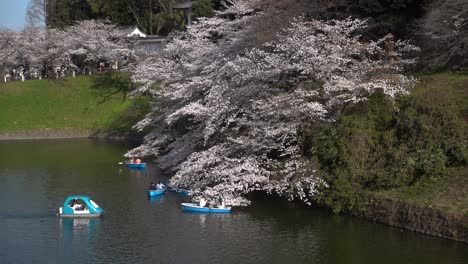 Big-weeping-Sakura-tree-hanging-over-water-and-people-in-row-boats-gathering-there