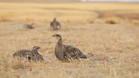 two-Sharp-tailed-grouse-males-performing-lek,-courtship-ritual