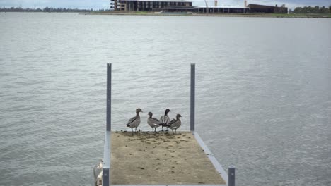 Family-of-ducks-standing-on-piers-with-birds-flying-above-water-on-cloudy-day