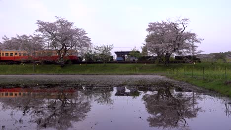 Red-and-Yellow-train-driving-into-rural-train-station-with-Sakura-trees