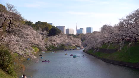 Iconic-sightseeing-view-in-Tokyo,-Japan-with-Sakura-trees-and-Tokyo-Tower-in-background