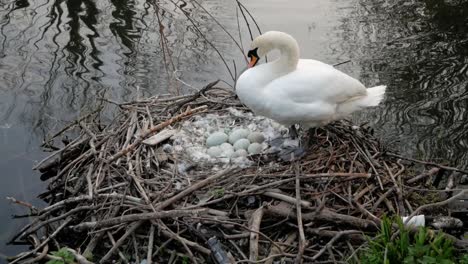 Swan-mother-protecting-nest-of-cygnet-eggs-on-wild-lake