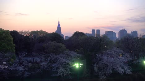 Beautiful-view-of-Sakura-cherry-blossom-trees,-Tokyo-skyline-and-skyscraper-silhouettes