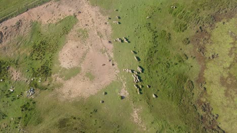 Livestock-on-the-green-field,-pasture