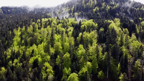 Luftaufnahme-Des-Grünen-Stimmungsvollen-Frühlingswaldes-Mit-Wolken-Und-Nebel
