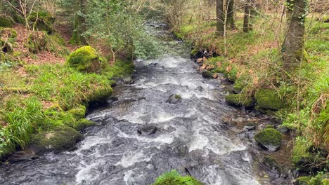 Stream-flowing-through-a-forest-in-Wicklow-mountains
