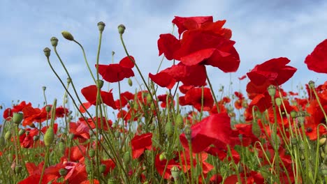 wild-poppies-natural-red-flowers-in-field-slow-motion