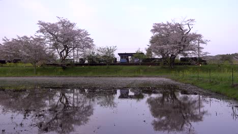Schöner-Bahnhof-In-Japan-Mit-Sakura-kirschblütenbäumen-Reflektiert