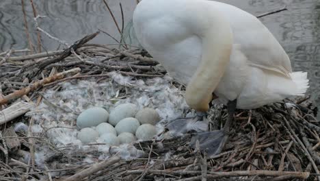 Close-up-swan-nesting-and-protecting-cygnet-eggs-un-hatched-next-to-lake-water