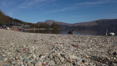 A-duck-relaxing-in-the-sun-at-Luss-beach-while-a-swan-swims-into-the-shot