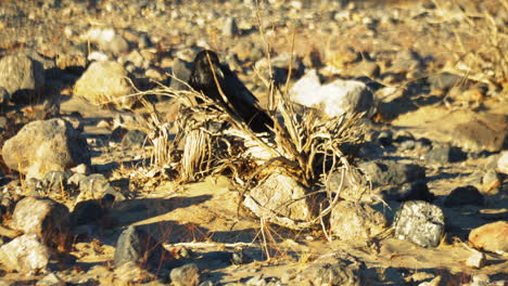 Cuervo-Negro-Solitario-Visto-A-Través-De-Un-Arbusto-Seco-En-El-Valle-De-La-Muerte