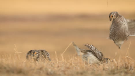 Sharp-tailed-grouse-dancing,-fighting-intensely-during-mating-ritual