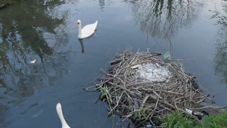 Schwanenmutter-Schwimmt-Und-Schützt-Cygnet-Eier-Im-Nest-Neben-Seewasser
