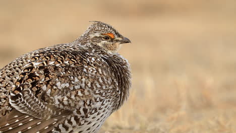Extreme-close-up-of-Sharp-tailed-grouse-resting-in-the-field,-shallow-DOF