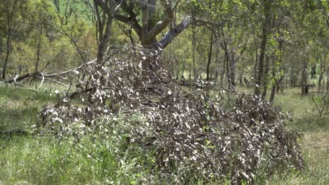Pequeños-Pájaros-Jugando-En-Un-árbol-Caído-En-El-Interior-Seco