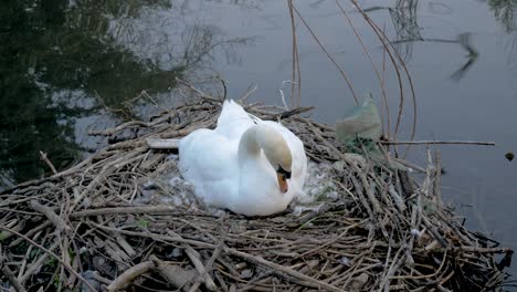 Mother-swan-sitting-in-lakeside-nest-protecting-young-cygnet-eggs