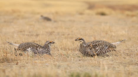 two-Sharp-tailed-grouse-males-in-battle,-lekking-and-dancing,-close-up
