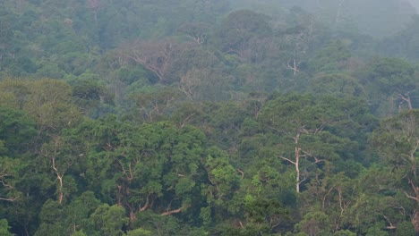 Walddach-Des-Khao-Yai-Nationalparks,-Aufgenommen-Von-Einem-Höheren-Aussichtspunkt