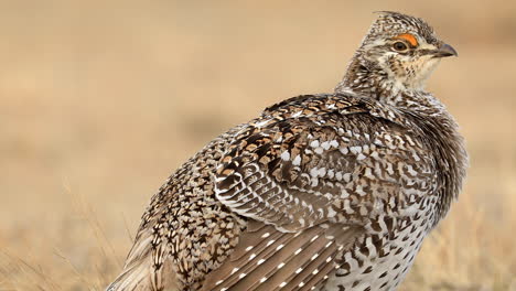 Sharp-tailed-grouse-preening-its-feathers,-low-angle-shallow-close-up