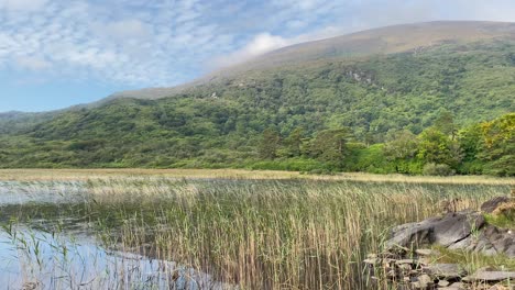 Blick-Auf-Einen-Der-Killarney-Seen-Mit-Grünen-Hügeln-Und-Wind,-Der-über-Wassergras-Weht