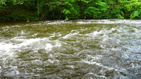 Powerful-river-flood-rushing-splashing-cascading-through-leafy-woodland-wilderness