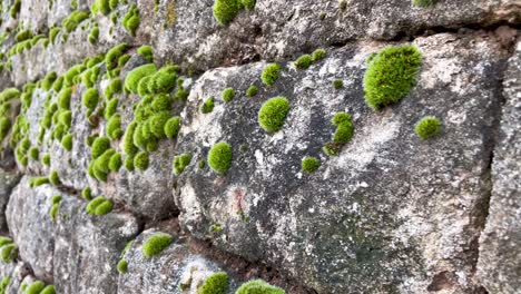 Moss-growing-on-old-brick-stone-wall-of-castle-in-Germany